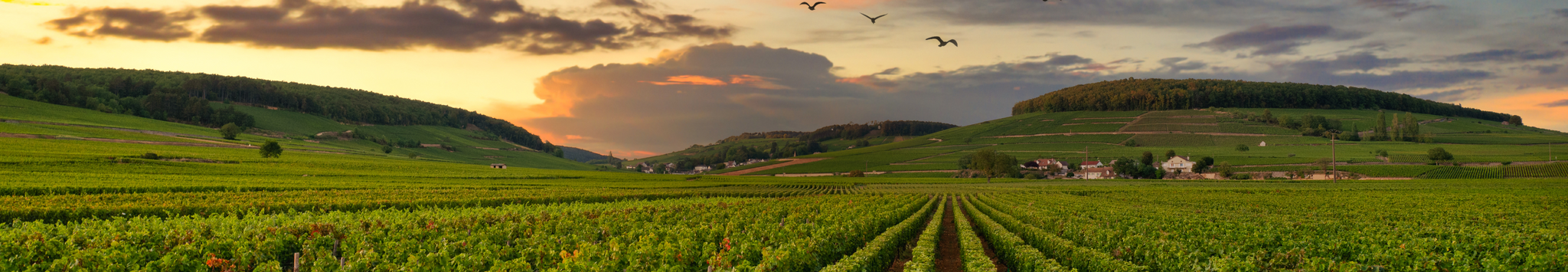 Wines from Burgundy