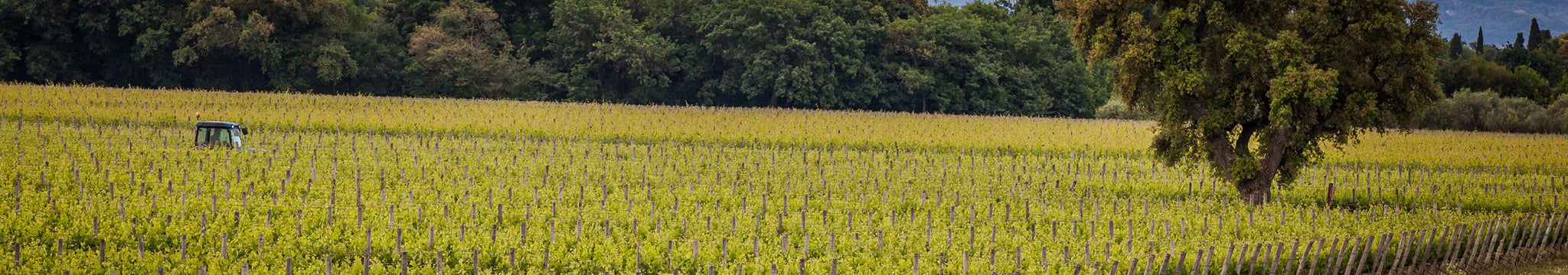 Poggio al Tesoro
