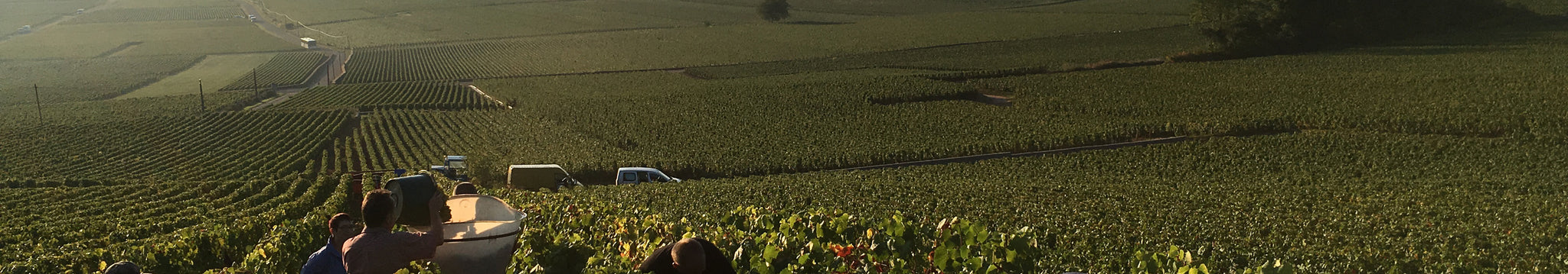 Domaine Sébastien Magnien