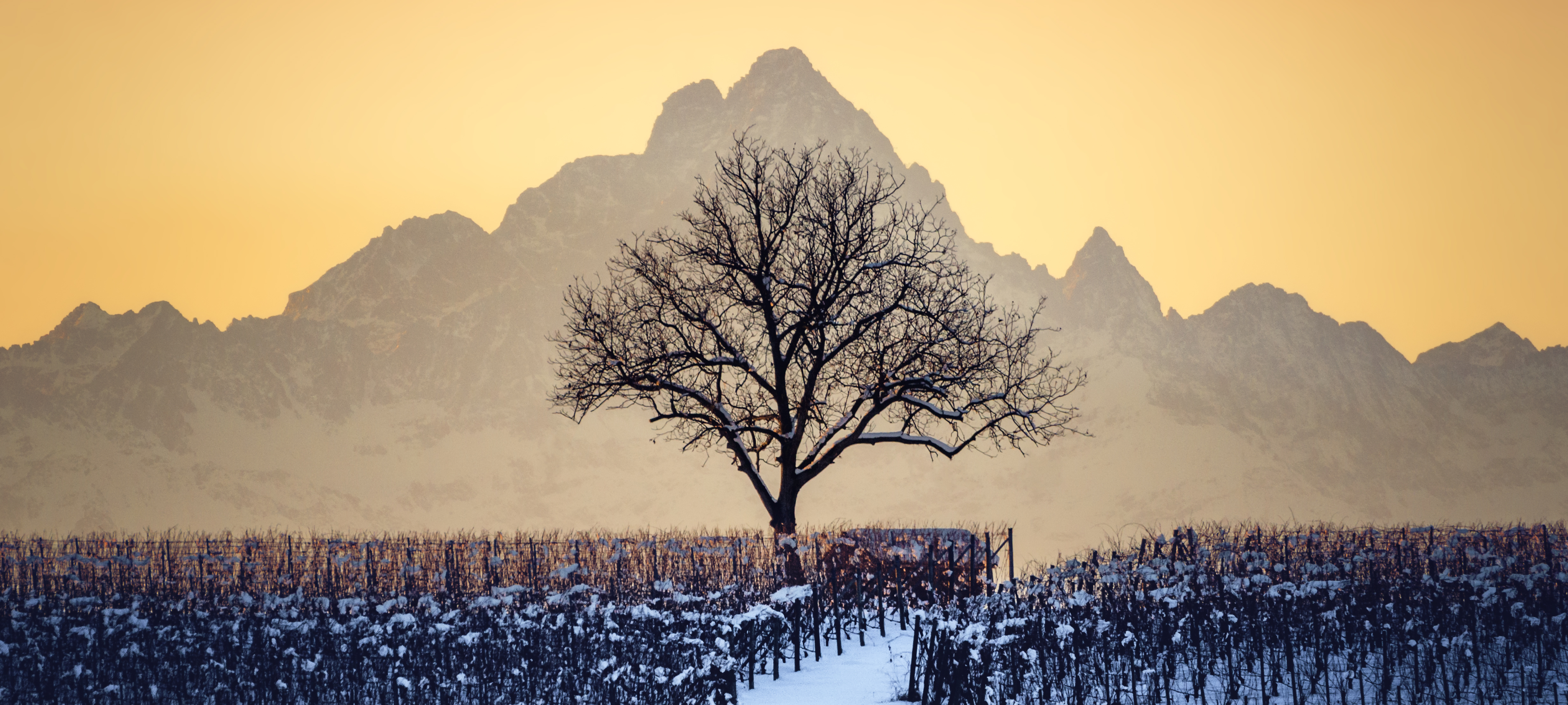 GALLEON Online Fine Wine Boutique High Quality Private Imports